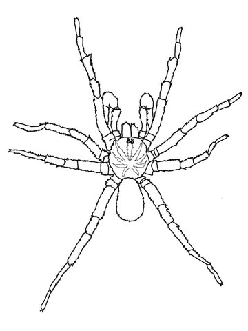 Sydney Brown Trapdoor Spider Coloring Page